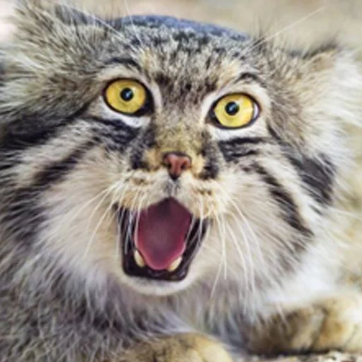 🙀 Стикер «Manul» для Telegram