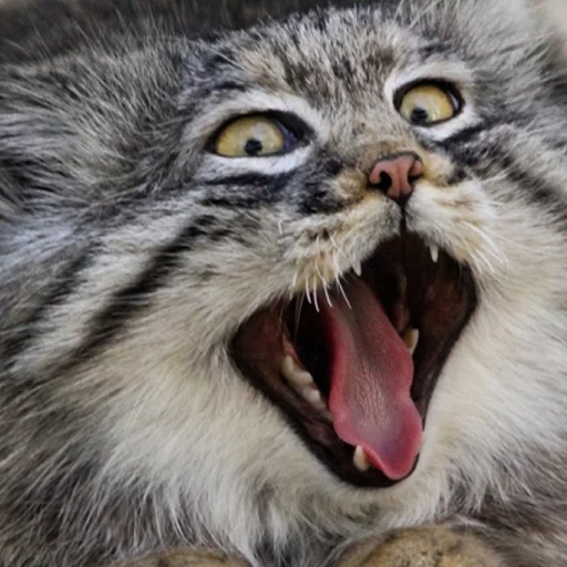 😆 Стикер «Manul» для Telegram
