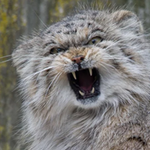 😡 Стикер «Manul» для Telegram