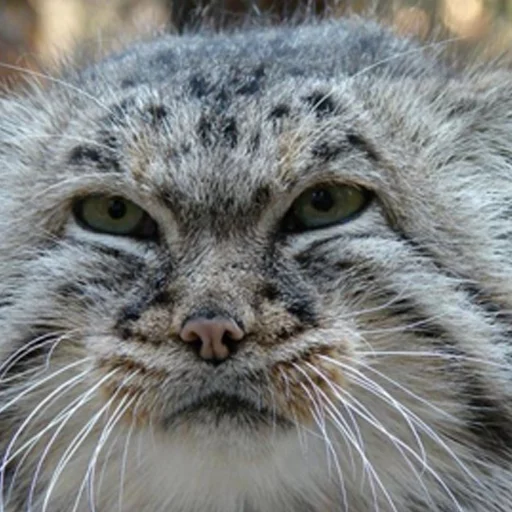 😕 Стикер «Manul» для Telegram