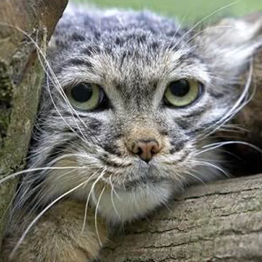😘 Стикер «Manul» для Telegram