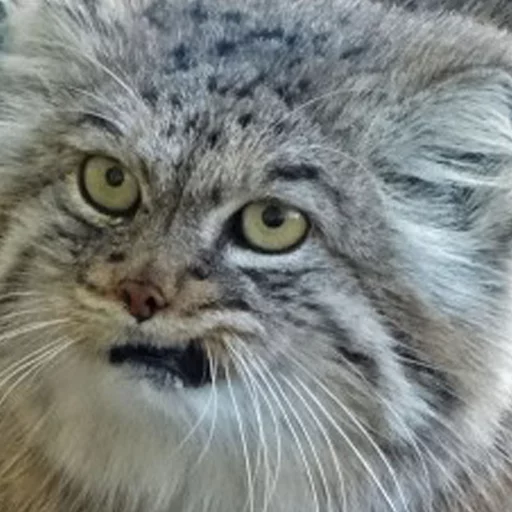 😾 Стикер «Manul» для Telegram