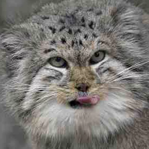 😋 Стикер «Manul» для Telegram
