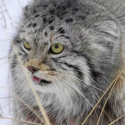 😖 Стикер «Manul» для Telegram