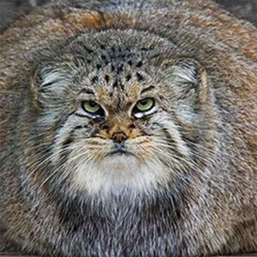 ❤ Стикер «Manul» для Telegram