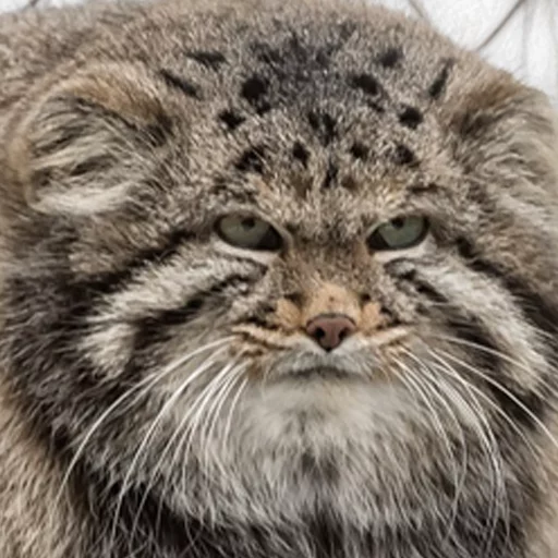 👨 Стикер «Manul» для Telegram