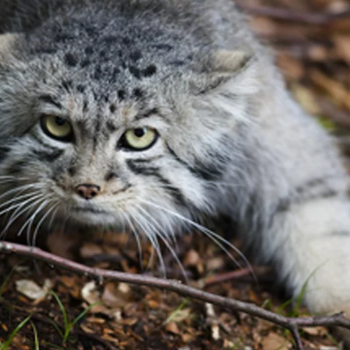 😐 Стикер «Manul» для Telegram