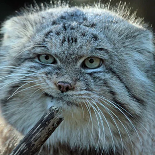 🚬 Стикер «Manul» для Telegram