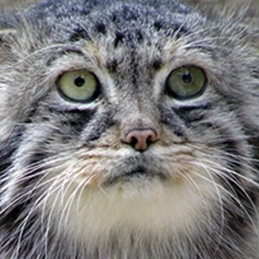 😿 Стикер «Manul» для Telegram