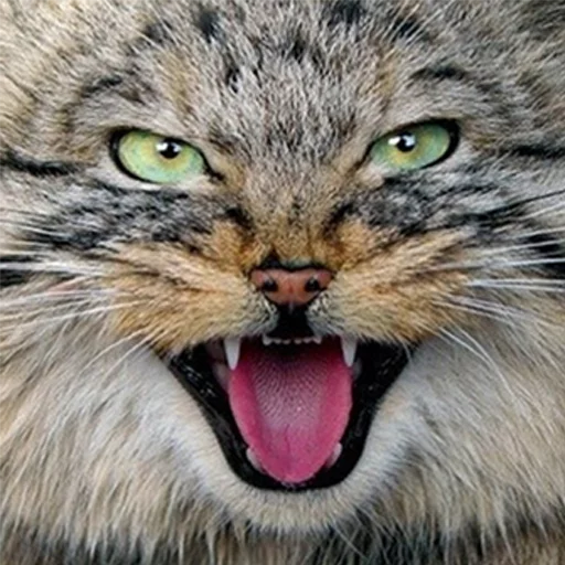 👅 Стикер «Manul» для Telegram