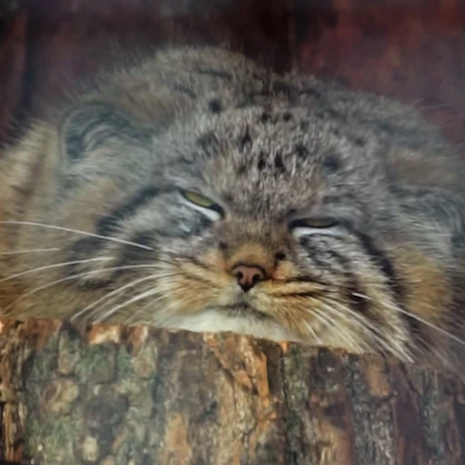 🛏 Стикер «Manul» для Telegram