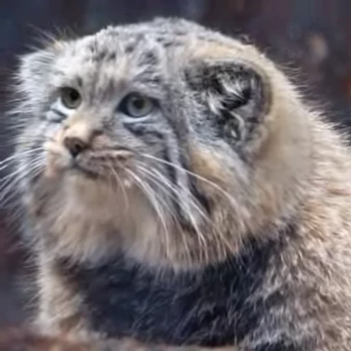 ❓ Стикер «Manul» для Telegram