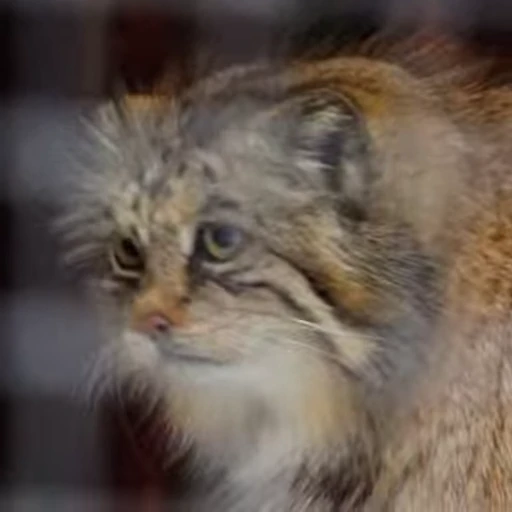 🤦‍♀️ Стикер «Manul» для Telegram