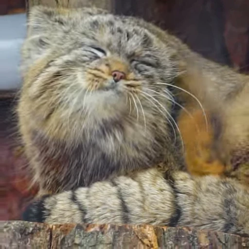 💇 Стикер «Manul» для Telegram
