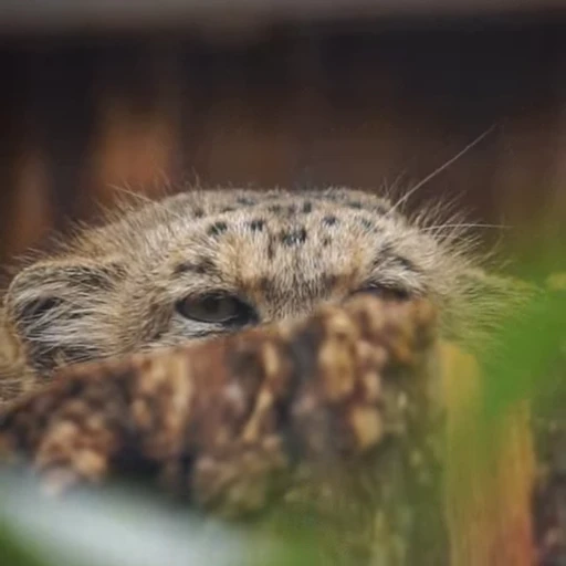 🫣 Стикер «Manul» для Telegram