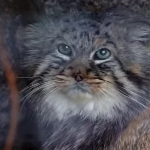🤷‍♀️ Стикер «Manul» для Telegram