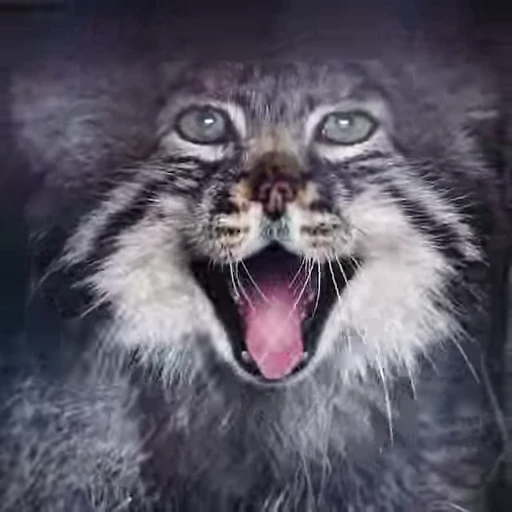 😴 Стикер «Manul» для Telegram