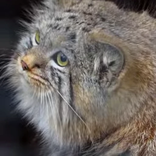 ❓ Стикер «Manul» для Telegram