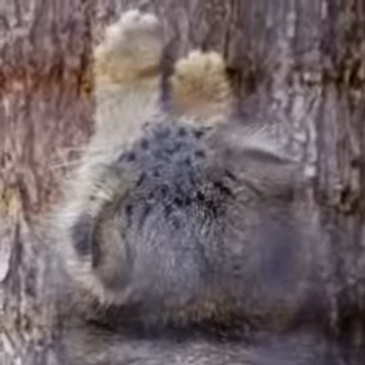 💅 Стикер «Manul» для Telegram