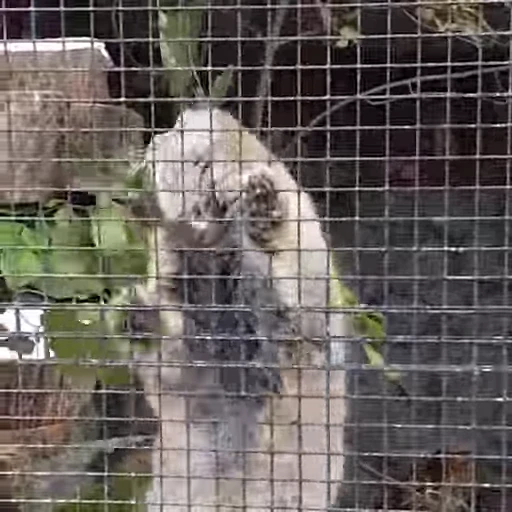 🐾 Стикер «Manul» для Telegram