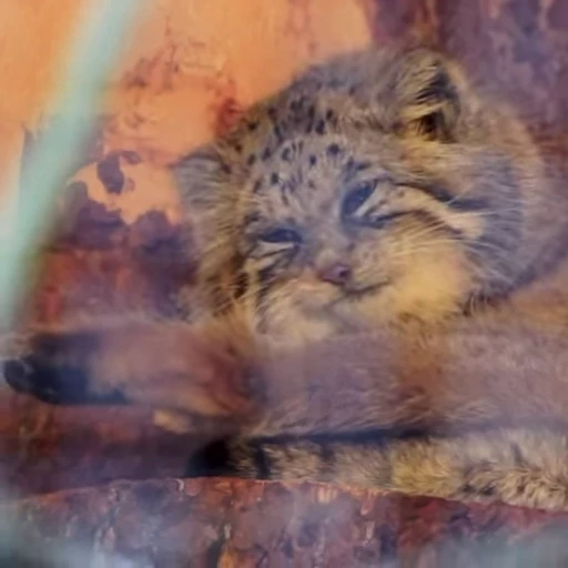 🛁 Стикер «Manul» для Telegram