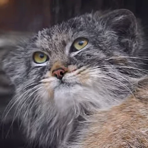 😋 Стикер «Manul» для Telegram