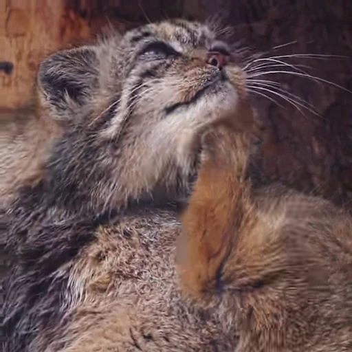👩‍🦰 Стикер «Manul» для Telegram