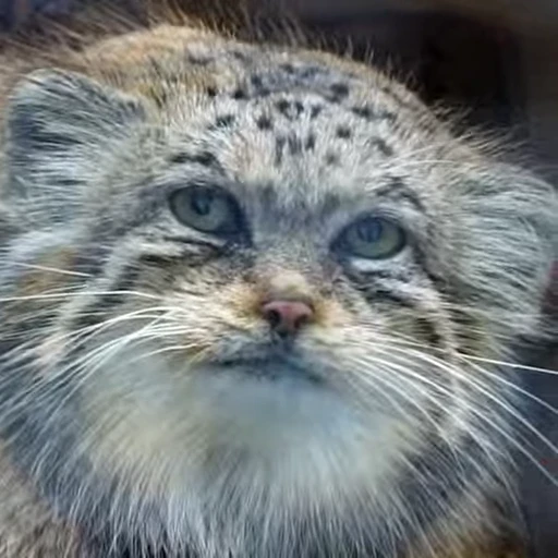 😏 Стикер «Manul» для Telegram