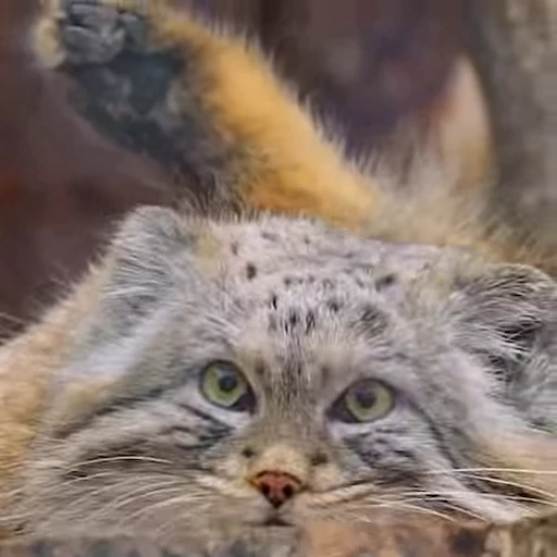 🛁 Стикер «Manul» для Telegram