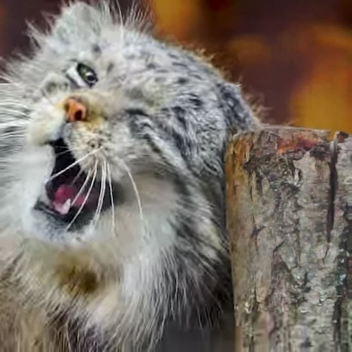 🥱 Стикер «Manul» для Telegram