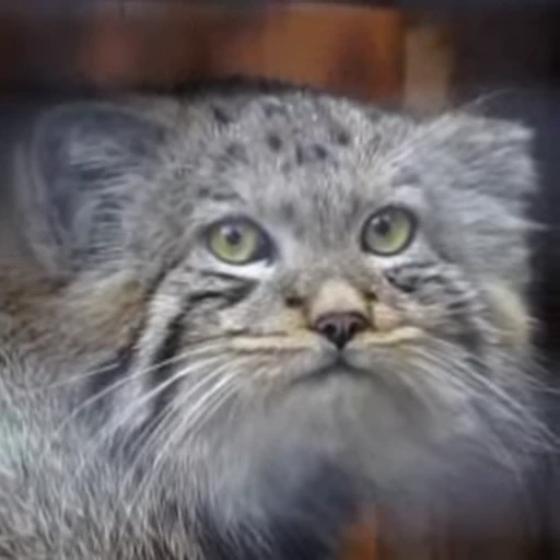 🥺 Стикер «Manul» для Telegram