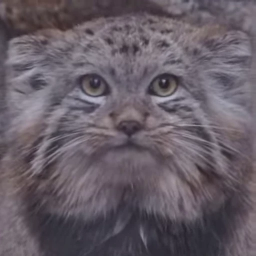 ☺️ Стикер «Manul» для Telegram