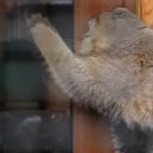 👋 Стикер «Manul» для Telegram