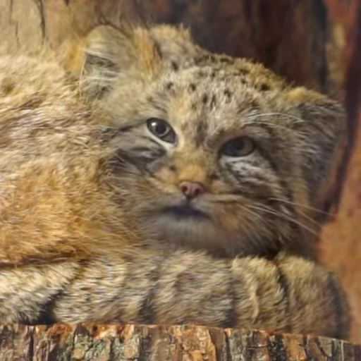 👀 Стикер «Manul» для Telegram