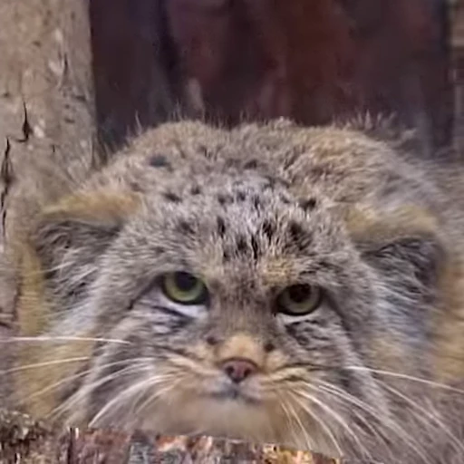 🫣 Стикер «Manul» для Telegram