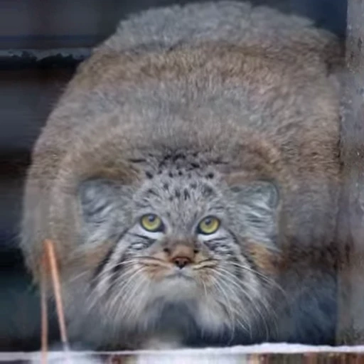 🍔 Стикер «Manul» для Telegram