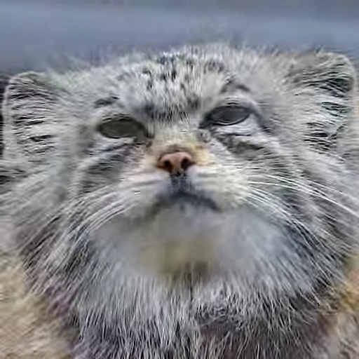 😠 Стикер «Manul» для Telegram