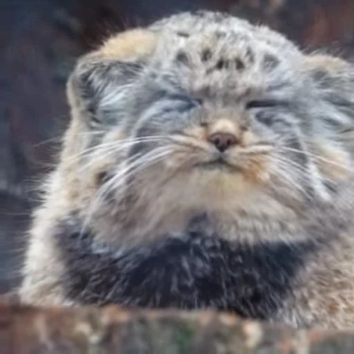 🌧 Стикер «Manul» для Telegram