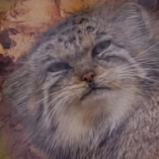 😉 Стикер «Manul» для Telegram