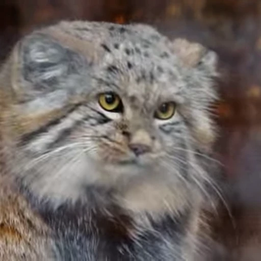 😲 Стикер «Manul» для Telegram