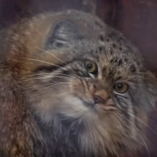 😧 Стикер «Manul» для Telegram