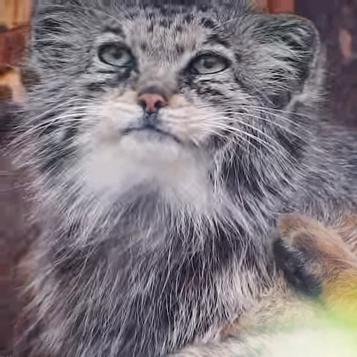 😉 Стикер «Manul» для Telegram