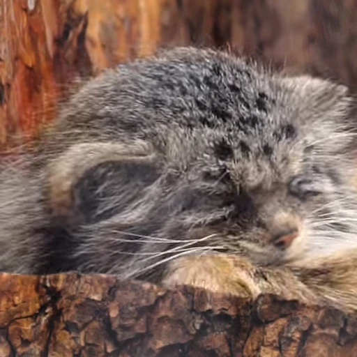 😴 Стикер «Manul» для Telegram