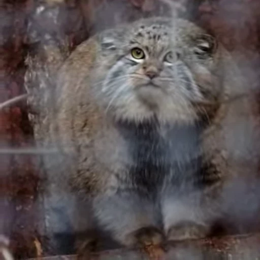 🍰 Стикер «Manul» для Telegram