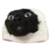 🐈‍⬛️ Эмодзи «🐈‍⬛ котики» для Telegram