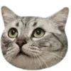 🐈‍⬛️ Эмодзи «🐈‍⬛ котики» для Telegram