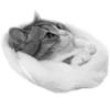 🐈‍⬛️ Эмодзи «🐈‍⬛ котики» для Telegram