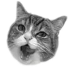 🐈‍⬛️ Эмодзи «🐈‍⬛ котики» для Telegram