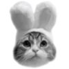 🐈‍⬛️ Эмодзи «🐈‍⬛ котики» для Telegram