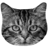 🐈‍⬛️ Эмодзи «🐈‍⬛ котики» для Telegram